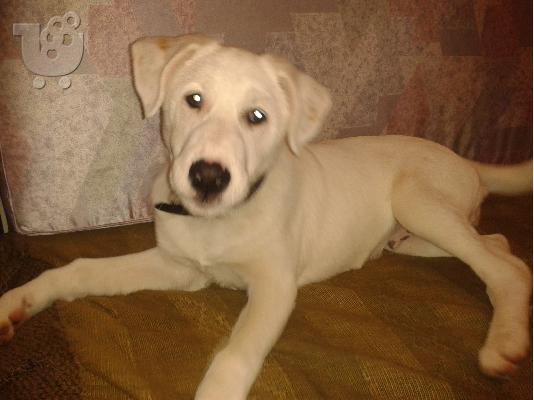 PoulaTo: Χαρίζεται  ο μικρός Ερμής!